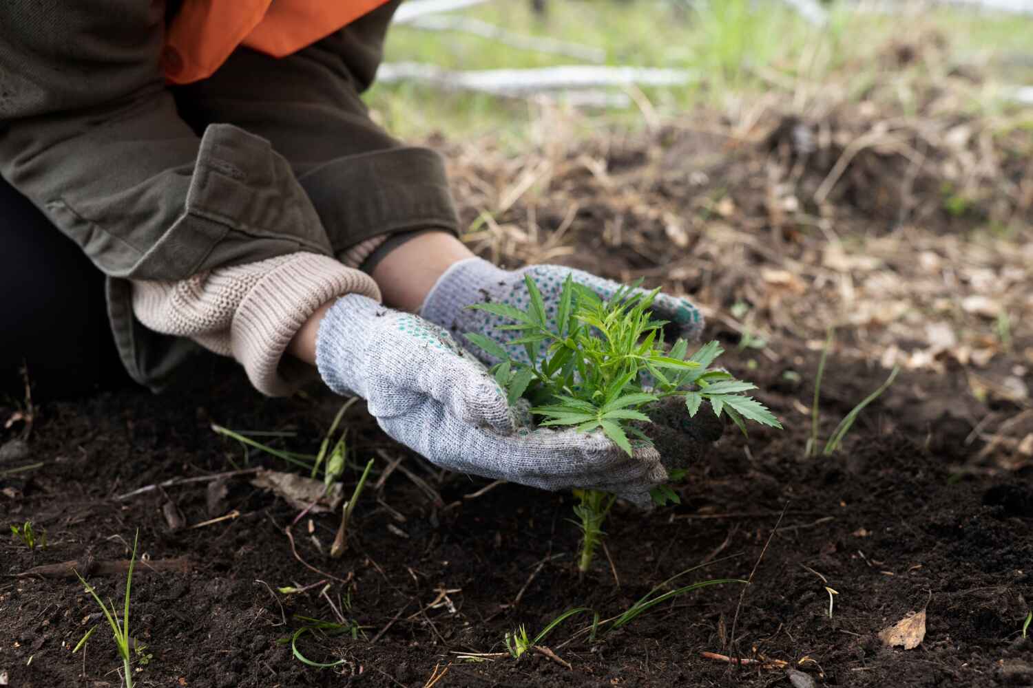 Best Tree Stump Removal  in Lanark, IL